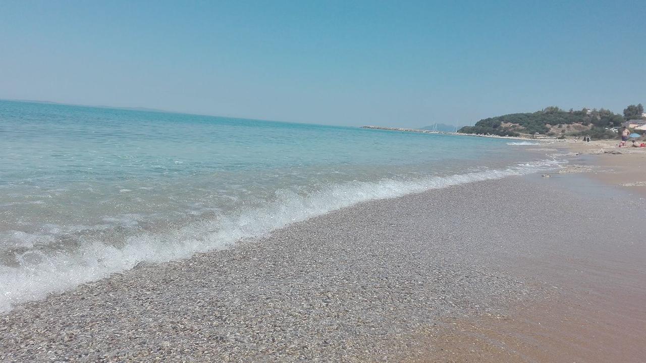 Akrothalassia Lygia  Bagian luar foto
